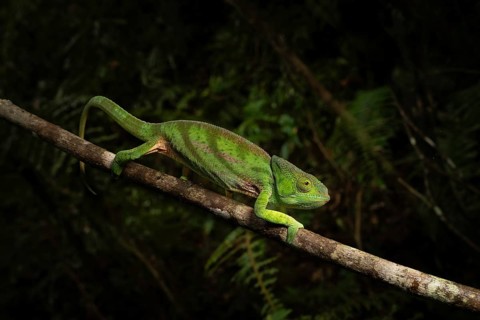 Female chameleon (Calumma parsoni cristifer) in the rainforests of Andasibe National Park in