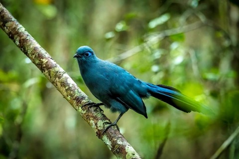 Blue Coa (Coa cerulea) in the rainforests of the central highlands of Madagascar