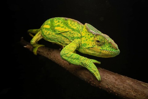 Female chameleon (Calumma parsonii parsonii) in the rainforests of eastern Madagascar