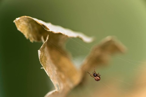 Young oak leaf wheel spider (Aculepeira ceropegia) begins to leave its cocoon after hatching on