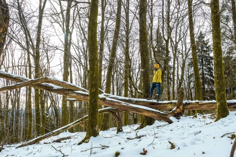 Man in yellow winter jacket standing on a snow covered fallen tree log, looking away in a serene