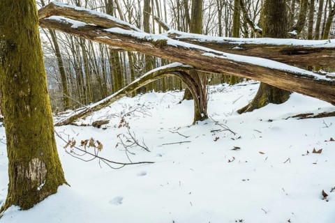 Winter forest scene featuring a path of footprints in the fresh snow, surrounded by trees with