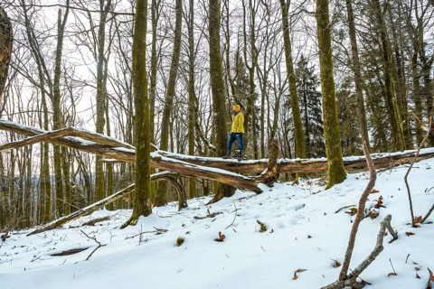 Explorer wearing a yellow jacket and jeans balancing carefully on a large fallen tree trunk in a