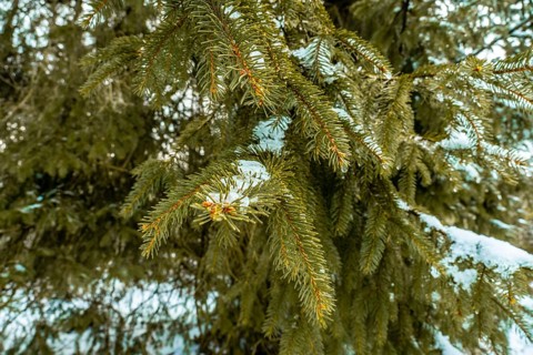 Evergreen spruce branches with vibrant green needles dusted in fresh snow and ice, evoking a