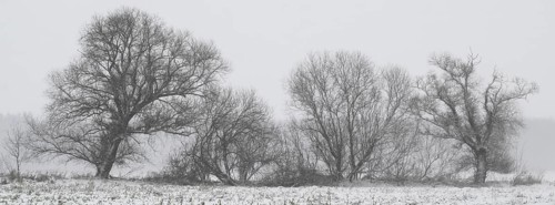 Willows (Salix) in a foggy snowstorm, Emsland, Lower Saxony, Germany