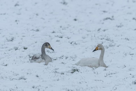 Whooper swans (Cygnus cygnus) in the snow, Emsland, Lower Saxony, Germany