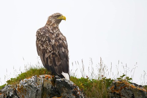 Vardø, Troms, Norway, A white-tailed eagle (Haliaeetus albicilla) perched on a grass-covered rock