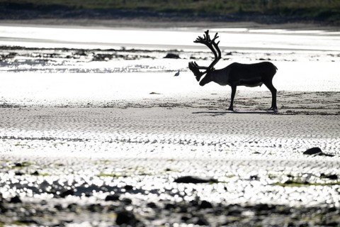 Kiberg, Troms, Norway, Silhouette of a single reindeer (Rangifer tarandus) standing alone on the