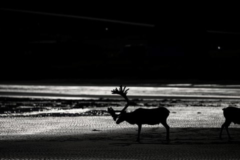 Kiberg, Troms, Norway, silhouette of a single reindeer (Rangifer tarandus) in a dark, minimalist
