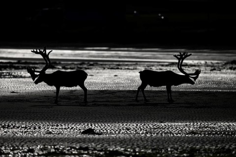 Kiberg, Troms, Norway, Silhouettes of two reindeer (Rangifer tarandus), Kiberg, Troms, Norway
