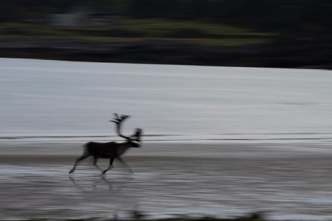 Kiberg, Troms, Norway, Blurred reindeer (Rangifer tarandus) in dynamic movement on the beach of the