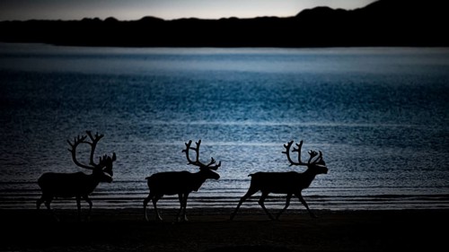 Kiberg, Troms, Norway, Three reindeer silhouettes (Rangifer tarandus) on the water at dusk in a