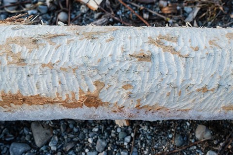 Beaver bite on a tree trunk, Radolfzell am Lake Constance, Konstanz district, Baden-Württemberg,