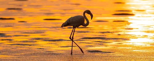 Pink flamingo (Phoenicopterus roseus) against the light, sunset, lagoon at Walfish Bay, Erongo,