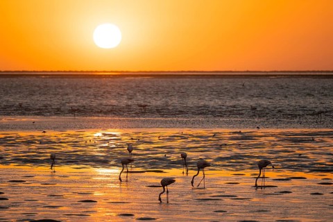 Pink flamingos (Phoenicopterus roseus) against the light, sunset, lagoon at Walfish Bay, Erongo,