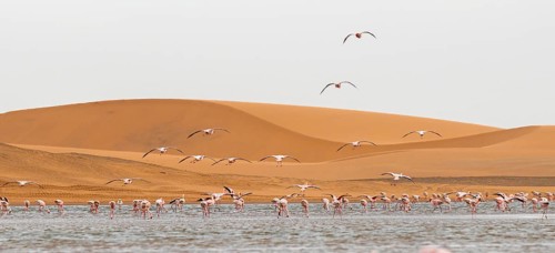 Lesser Flamingos (Phoeniconaias minor) in flight in front of the Namib Desert with lagoon, Walfish