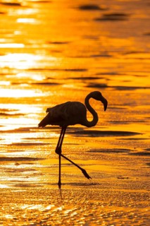 Pink flamingo (Phoenicopterus roseus) against the light, sunset, lagoon at Walfish Bay, Erongo,