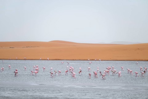 Lesser Flamingos (Phoeniconaias minor) in a lagoon off the Namib Desert, Walfish Bay, Erongo,