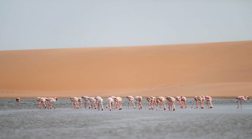Lesser Flamingos (Phoeniconaias minor) in front of the Namib Desert with lagoon, Walfish Bay,