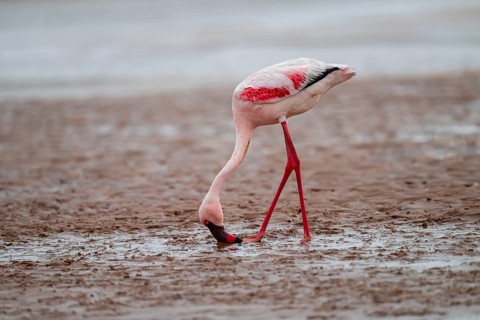 Lesser Flamingo (Phoeniconaias minor) in a lagoon, Walfish Bay, Erongo, Namibia
