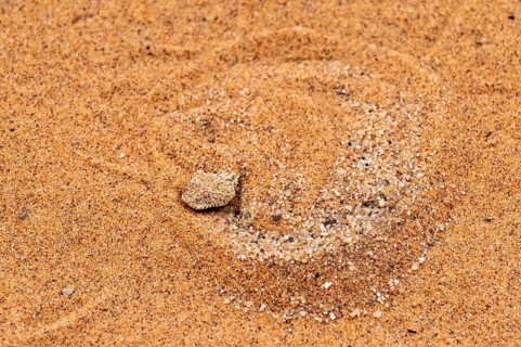 Dwarf puff adder (Bitis peringueyi) hiding in the sand, camouflage, Namib Desert, Namibia