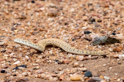 Dwarf puff adder (Bitis peringueyi) in the sand, Namib Desert, Namibia
