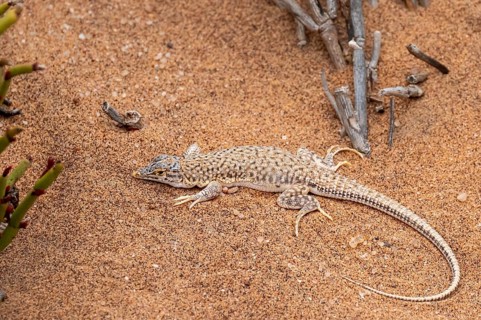 Shovel-nosed lizard (Meroles anchietae) in the sand, Namib Desert, Namibia