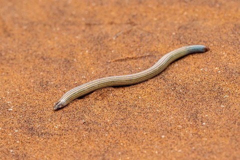 FitzSimon's burrowing skink or short blind dart skink, (Typlacontias brevipes), Namib Desert,