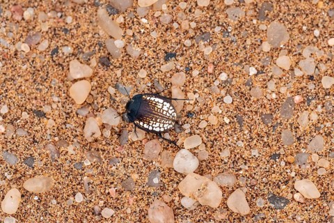 Mist drinker beetle, Tenebrionidae, Onymacris, on sand, Sossusvlei, Namibia