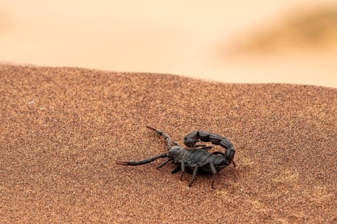 Black scorpion (Parabuthus villosus) running across sand, Namib Desert near Swakopmund, Namibia