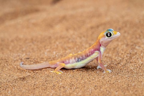 Palmato gecko (Pachydactylus rangei), Namib Desert, Namibia