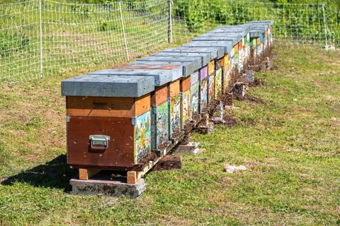 Beehive in a meadow, Italy