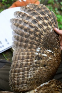 Münsterland, North Rhine-Westphalia, Germany, wings of a tawny owl (Strix aluco) during age