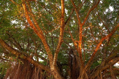 Evening view of a large fig tree with light chains in Cairns, Queensland, Australia