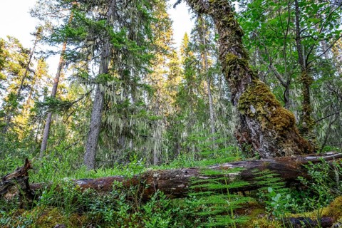 Fallen tree trunk covered with moss in a wooded landscape, Urskog Hamra National Park, Hamra,
