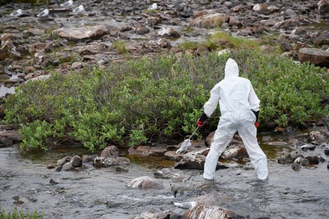 Person in a protective suit, protective mask and goggles collects a dead kittiwake (Rissa