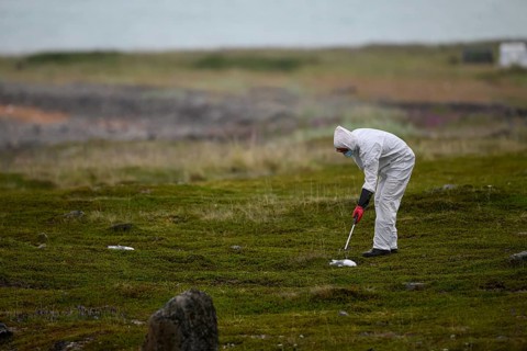 Person in a protective suit, protective mask and goggles picks up a dead kittiwake (Rissa