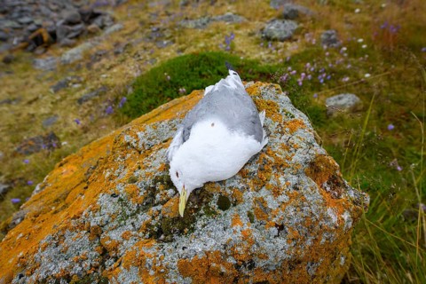 A dead kittiwake (Rissa tridactyla), dead from avian influenza, on a stony coastal cliff, grey sky