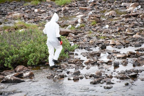 Person in a protective suit, protective mask and goggles looking for dead kittiwakes (Rissa