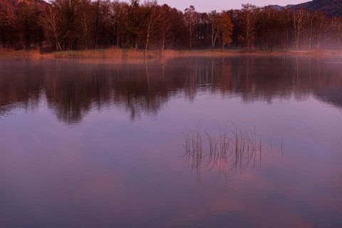 Quiet evening mood at the lake with reeds in the foreground and red sunset, Mondsee, Salzkammergut,
