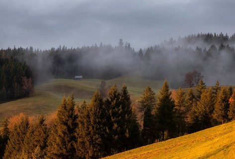 Sunset with clouds of fog in the forest, Mondseeland, Salzkammergut, Upper Austria, Austria