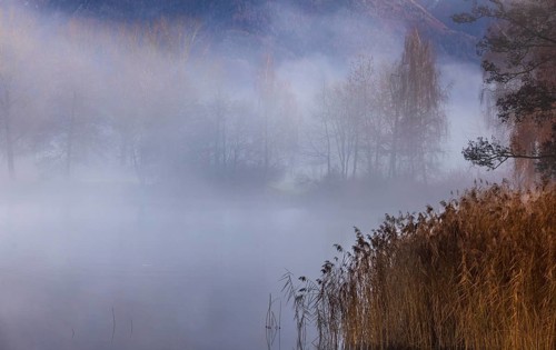 Evening in the reed belt with clouds of fog on Mondsee, inversion weather, Mondseeland,