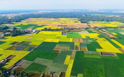An aerial view captures an expansive patchwork of mustard fields spread across rural India during
