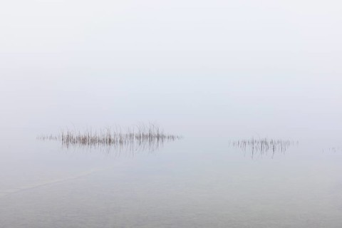 Calm autumnal fog on the lake with reeds in the foreground, Mondsee, Salzkammergut, Upper Austria,