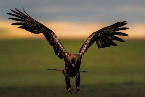 Spanish imperial eagle (Aquila adalberti) Castilla-La Mancha, Spain
