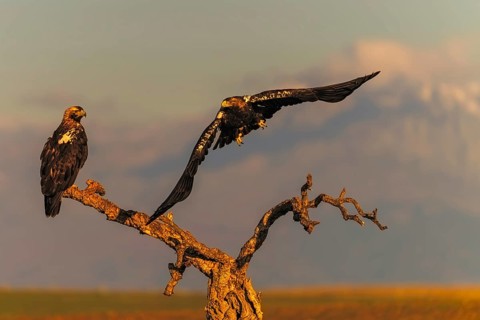 Spanish imperial eagle (Aquila adalberti) with the background of Gredos and the snowy peak of