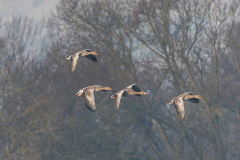 Greylag goose (Anser anser) moving in the clear sky. The wings are outstretched as they fly. The