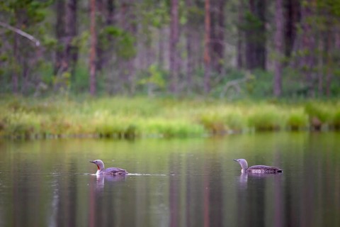 Two star divers (Gavia stellata swimming on a bog lake surrounded by coniferous forest), Örebro
