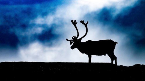 A single reindeer (Rangifer tarandus), silhouetted against a dark, cloudy sky, the picture radiates