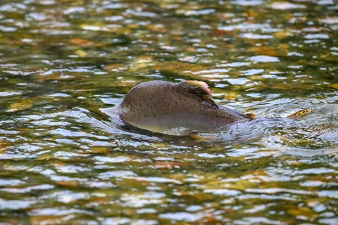 An Atlantic salmon (Salmo salar) swims close to the surface on its spawning migration in a northern